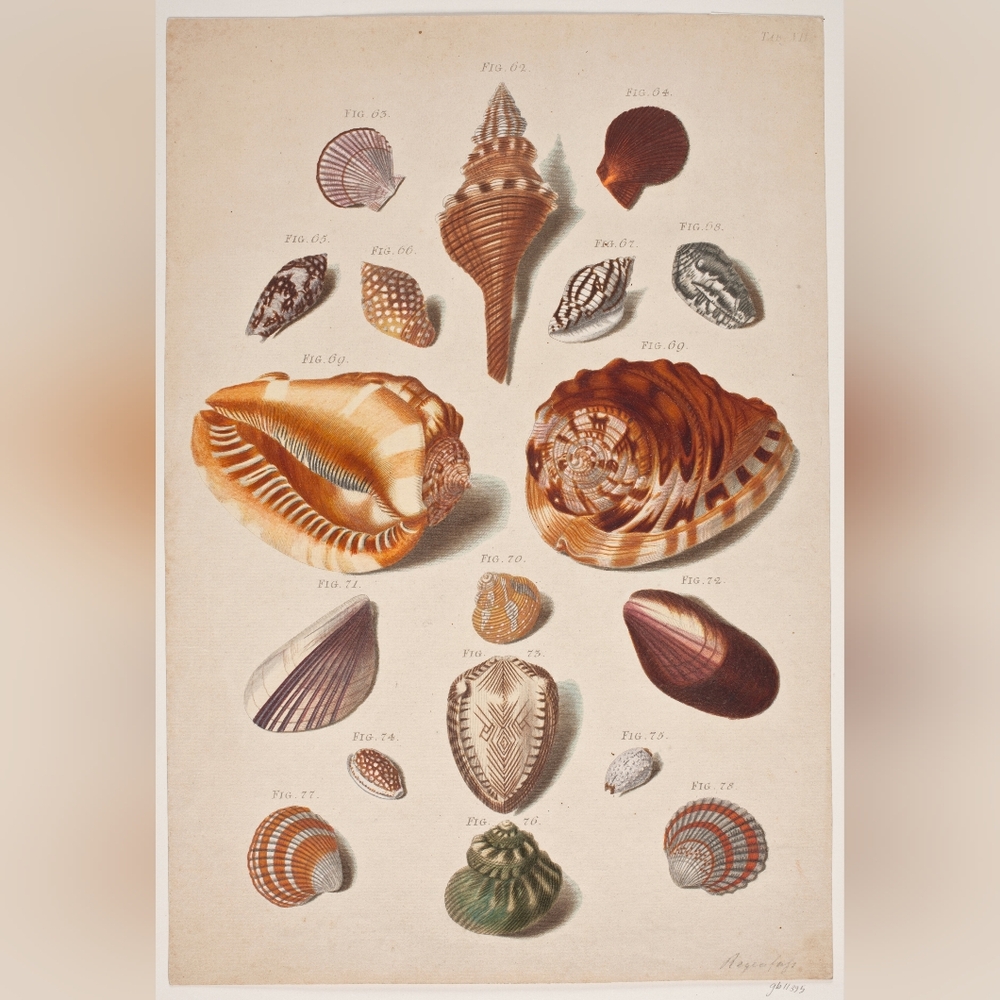 Vintage Shell Art Print